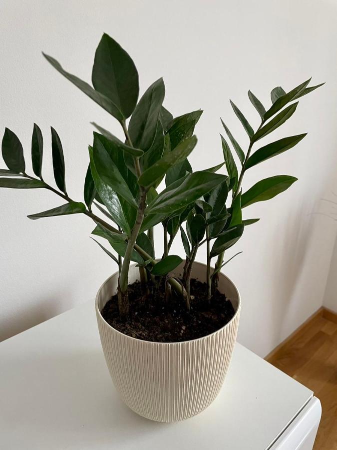 נובי סאד Paris Apartment -Free Private Parking מראה חיצוני תמונה